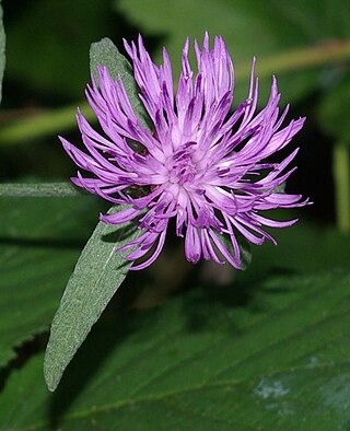 <span class="mw-page-title-main">Meadow knapweed</span> Species of flowering plant