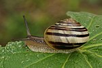 Vignette pour Escargot des jardins