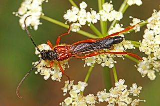 <i>Necydalis diversicollis</i> Species of beetle