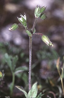 <i>Cerastium pumilum</i> Species of flowering plant in the pink family Caryophyllaceae