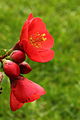 * Nomination Flower of Chaenomeles x superba 'nicolina' (chinese kwee).-- Famberhorst 16:26, 1 April 2014 (UTC) * Promotion Good quality. --Malchen53 16:35, 1 April 2014 (UTC)