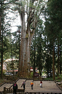<i>Chamaecyparis formosensis</i> Species of conifer