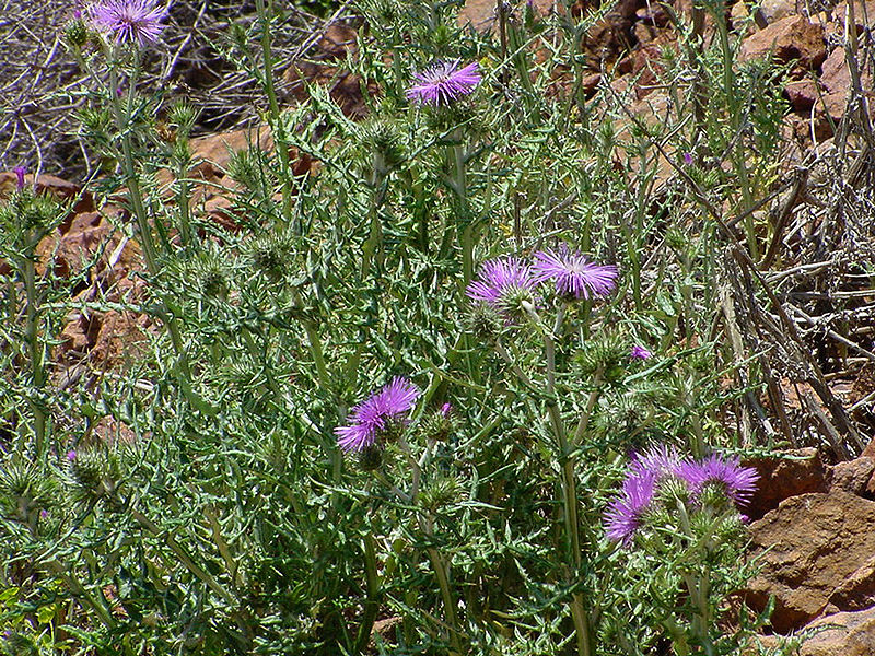 File:Chardon laiteux2.jpg