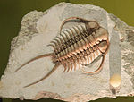 Cheirurus ingricus - trilobite - Smithsonian Museum of Natural History - 2012-05-17.jpg