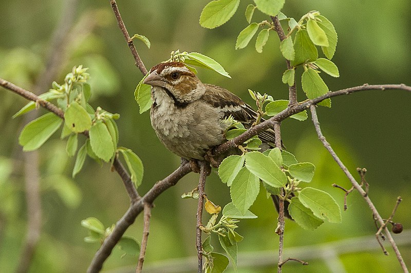 File:Chestnut-crowned Sparrow-Weaver - Murchison Falls NP - Uganda 06 5164 (22662525490).jpg