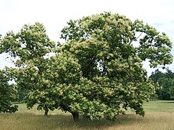 Chestnut Castanea dentata.jpg