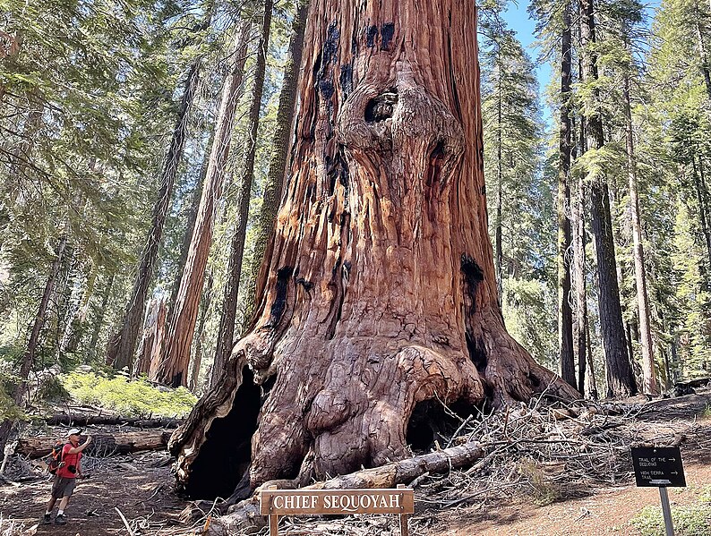 File:Chief Sequoyah Tree, Sequoia National Park (July 2023).jpg