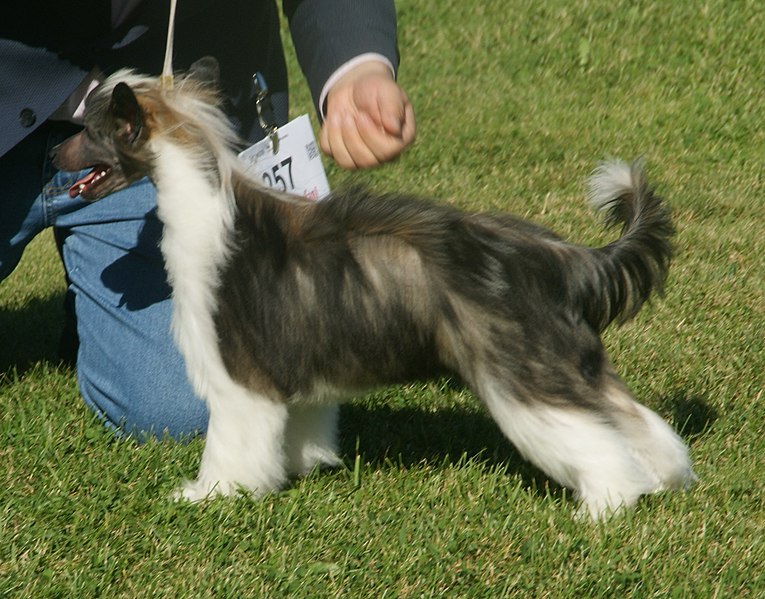 File:Chinese Crested Powder Puff black & white.jpg