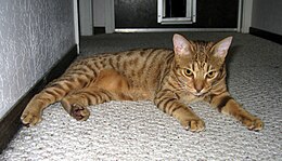 Chocolat-Spotted-Ocicat.jpg