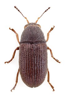 <i>Choragus</i> (beetle) Genus of beetles