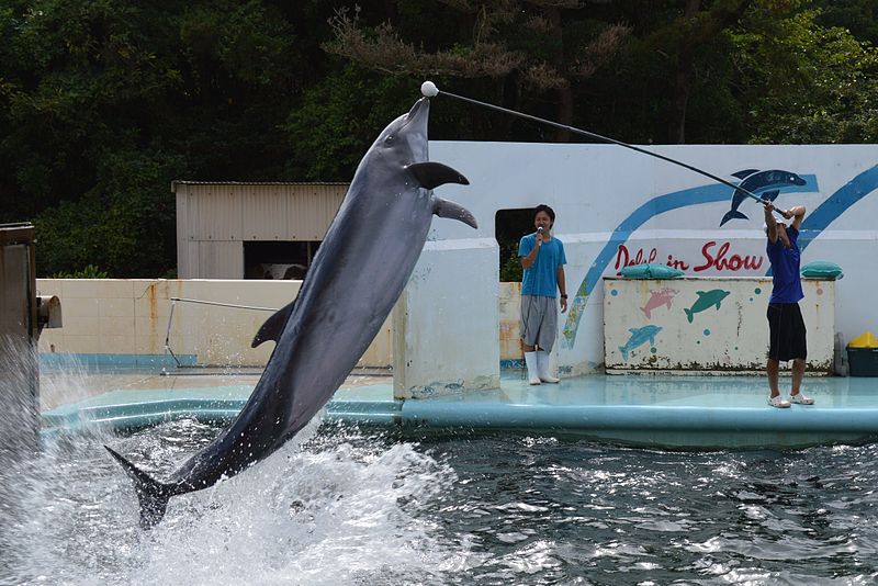 File:Choshi Inubosaki Marine Park 2013-09A.JPG