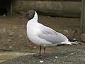 Naerukajakas (Larus ridibundus)