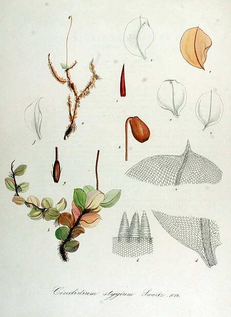 Tập_tin:Cinclidium_stygium_—_Flora_Batava_—_Volume_v14.jpg