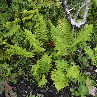 Cinnamon Fern (Osmundastrum cinnamomeum)