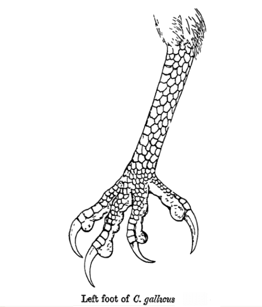 File:CircaetusFoot.png