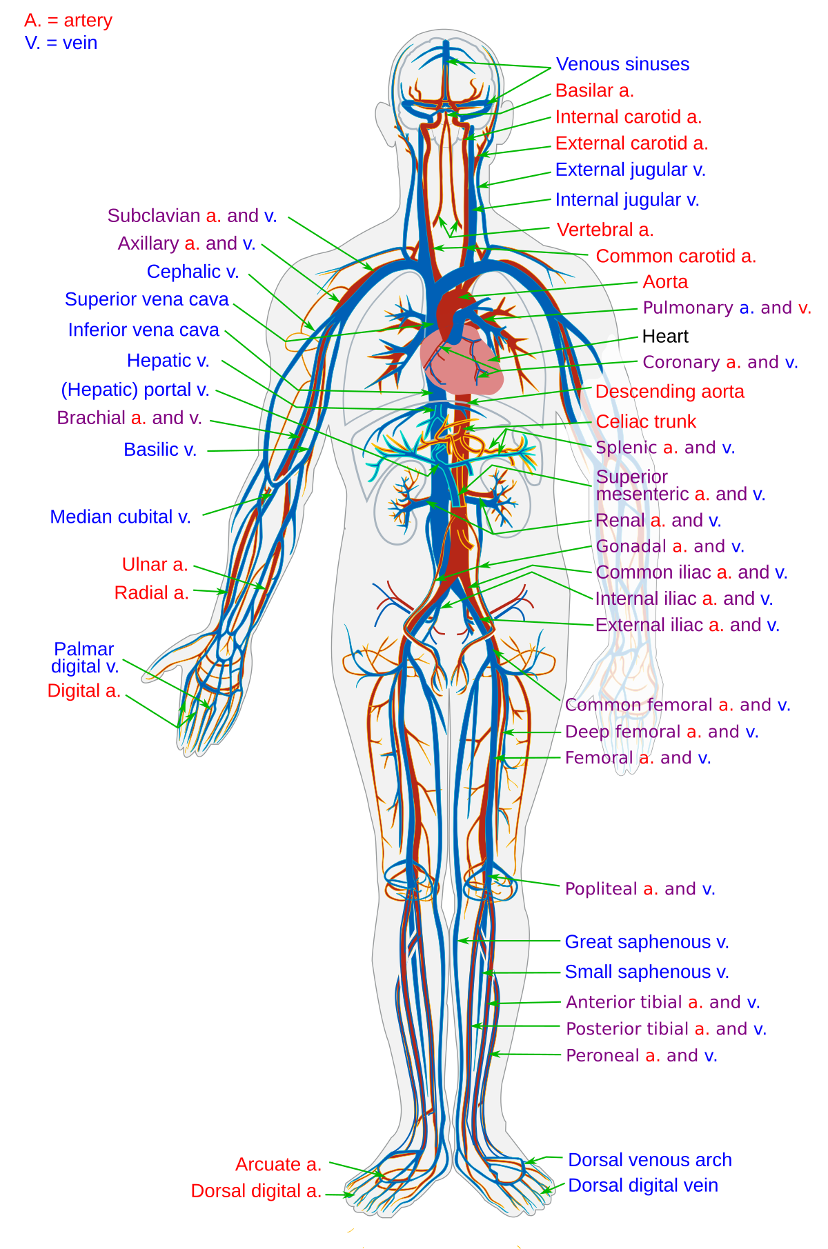 veins and arteries of the body