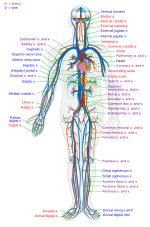 Thumbnail for Circulatory system