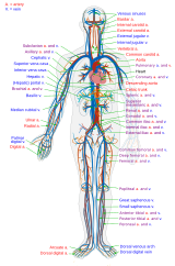 Human circulatory system