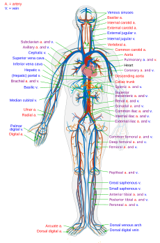 Circulatory system Organ system for circulating blood in animals