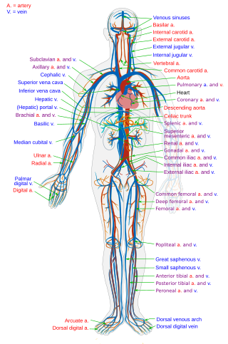 <span class="mw-page-title-main">Circulatory system</span> Organ system for circulating blood in animals