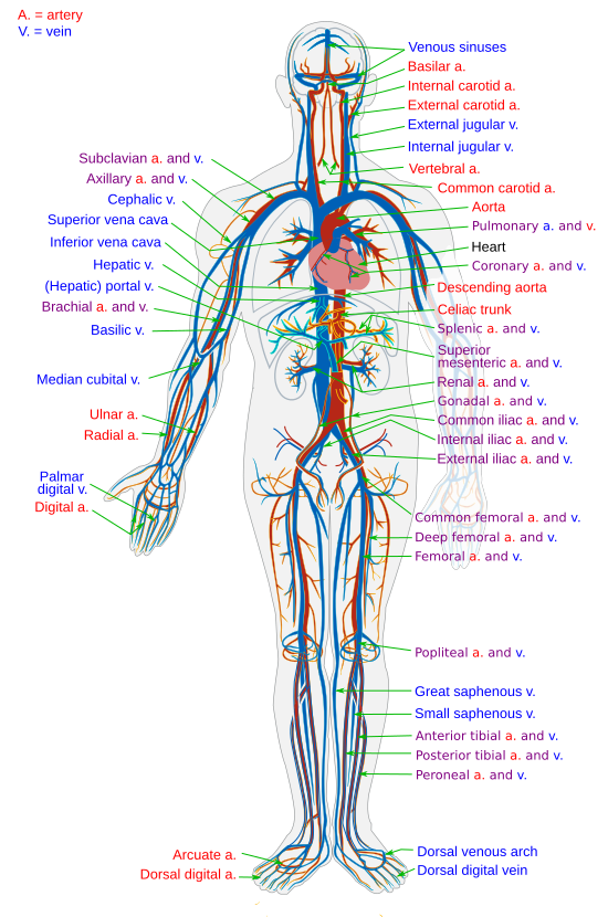 Circulatory System en