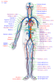 File:Circulatory System en.svg