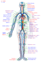 heart diagram