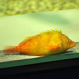 <i>Cirrhitichthys aureus</i> Species of fish