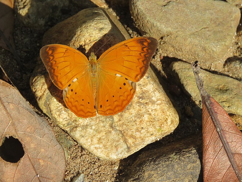File:Cirrochroa thais - Tamil Yeoman - Aralam Butterfly Survey at Kottiyoor 2019 (23).jpg