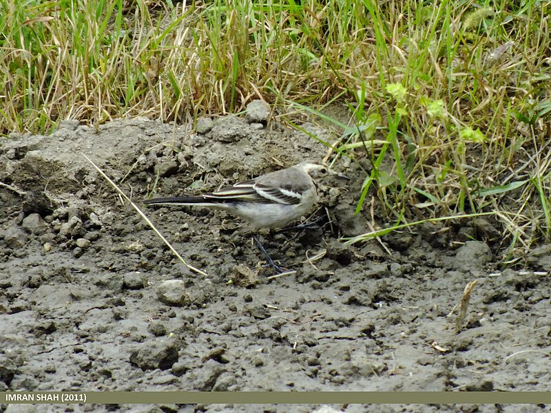 File:Citrine Wagtail (Motacilla citreola) (15700993190).jpg