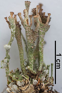 <i>Cladonia cervicornis</i> Species of lichen