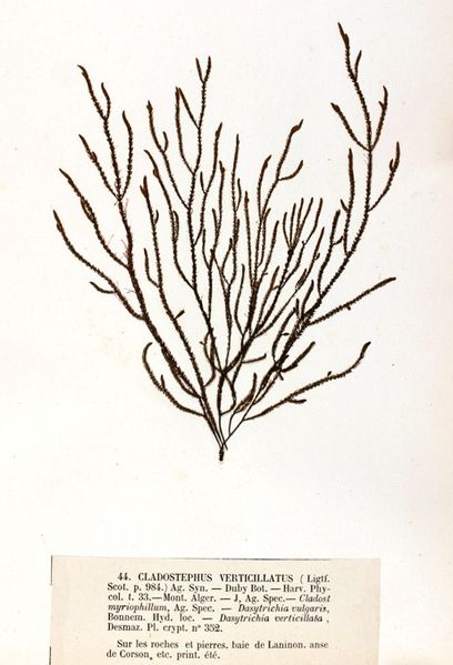 File:Cladostephus verticillatus Crouan (2).jpg