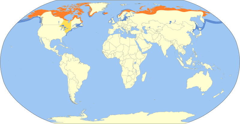 File:Clangula hyemalis map.svg