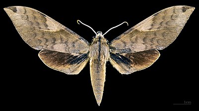 Clanis bilineata formosana ♂