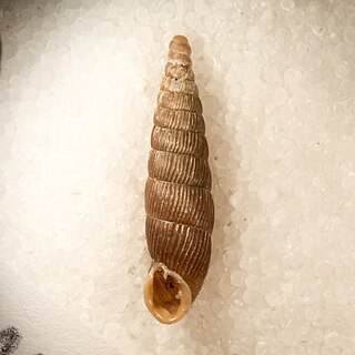 <i>Clausilia pumila</i> Species of gastropod