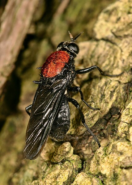 File:Clitellaria ephippium 287067505.jpg