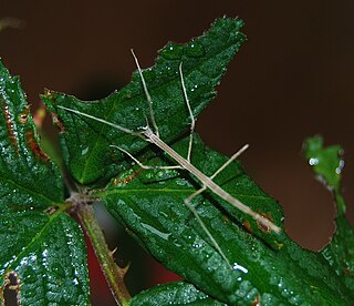 <i>Clonaria</i> genus of insects