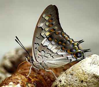 Close wing position of Charaxes solon solon (Fabricius, 1793)-Pale Black Rajah,Chandannagar,West Bengal,India.