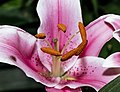 * Nomination Closeup of Lilium 'Stargazer' (the 'Stargazer lily') --Subhrajyoti07 02:15, 2 June 2018 (UTC) * Promotion  Support Good quality. --XRay 04:50, 2 June 2018 (UTC)