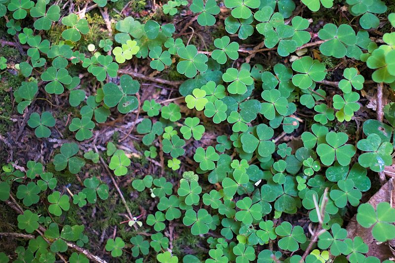 File:Clover (1).jpg