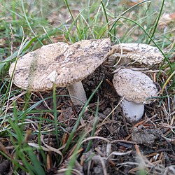 Cluster of amanita crenulata.jpg