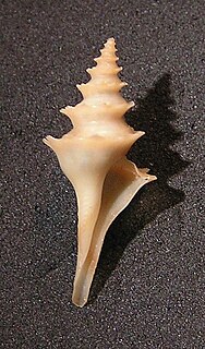 <i>Cochlespira cedonulli</i> species of mollusc
