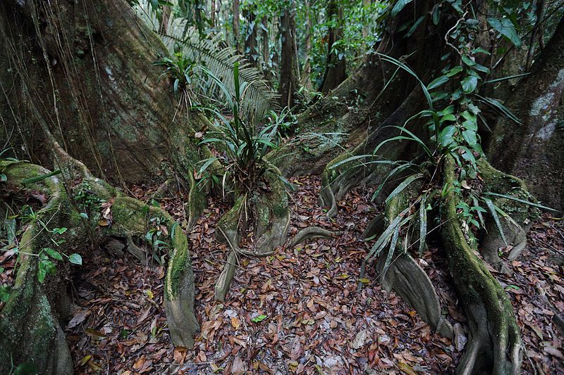 File:Cockscomb Basin Wildlife Sanctuary 10.JPG