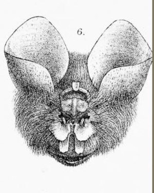 Coelops frithii