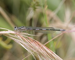 ♂ Coenagrion caerulescens