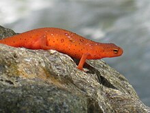 Amphibians, like this newt in the Cohutta Wilderness of North Georgia, are among the many types of fauna protected by the NWPS. Cohutta Wilderness Salamander.jpg