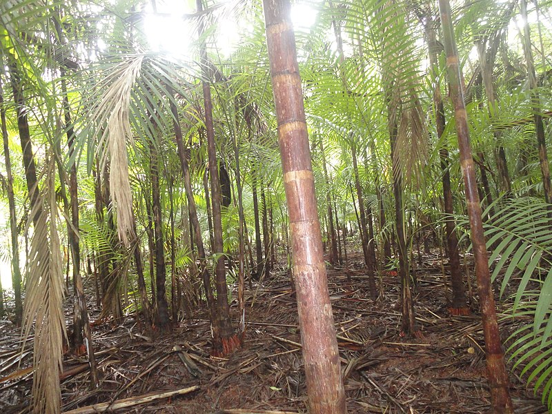 File:Colônia Terra Nova, Manaus - AM, Brazil - panoramio (1).jpg