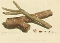 Plate 17. Lachnum bicolor