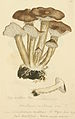 Plate 184. An agaric (Physalacriaceae)