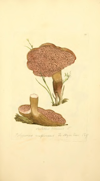 File:Coloured Figures of English Fungi or Mushrooms - t. 191.png